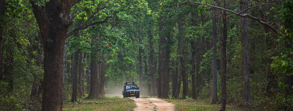 nagzira flora