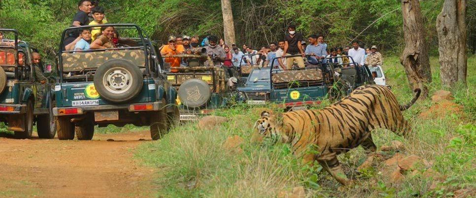 nagzira safari timings