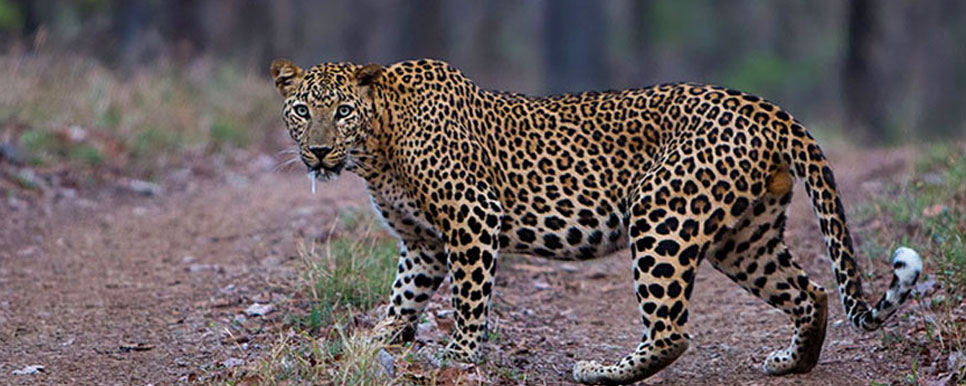 nagzira leopard