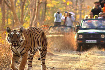 nagzira tour