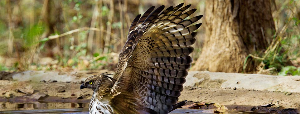 nagzira eagle