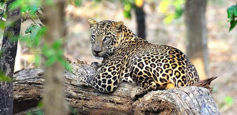 nagzira leopard