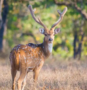 nagzira deer