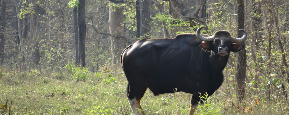 nagzira tour guidelines
