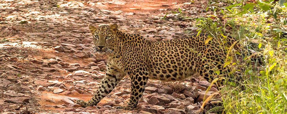 leopard in nagzira