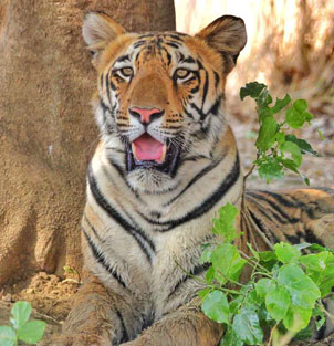 pench nagzira tiger tour