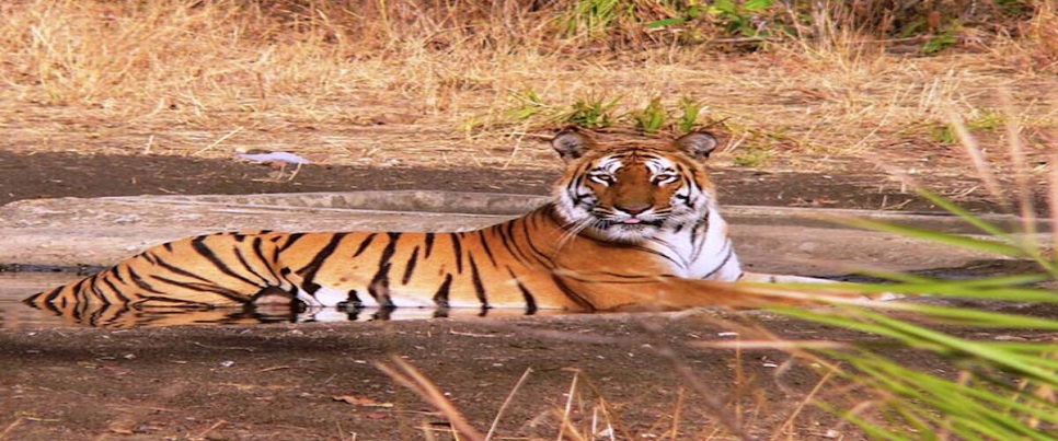nagzira tour
