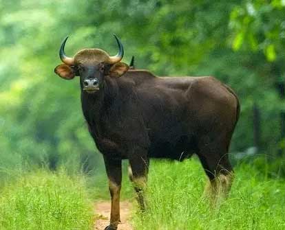 nagzira buffalo