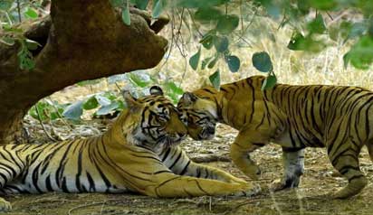 nagzira tigers