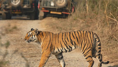 nagzira safari tips