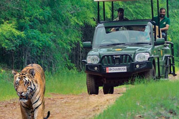 nagzira tour