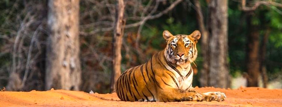 tiger in nagzira park